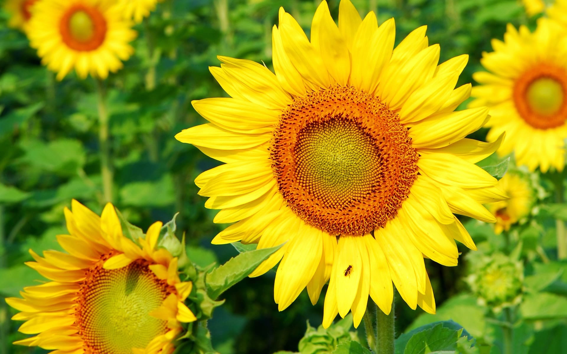 background wallpaper - beautiful sun flower