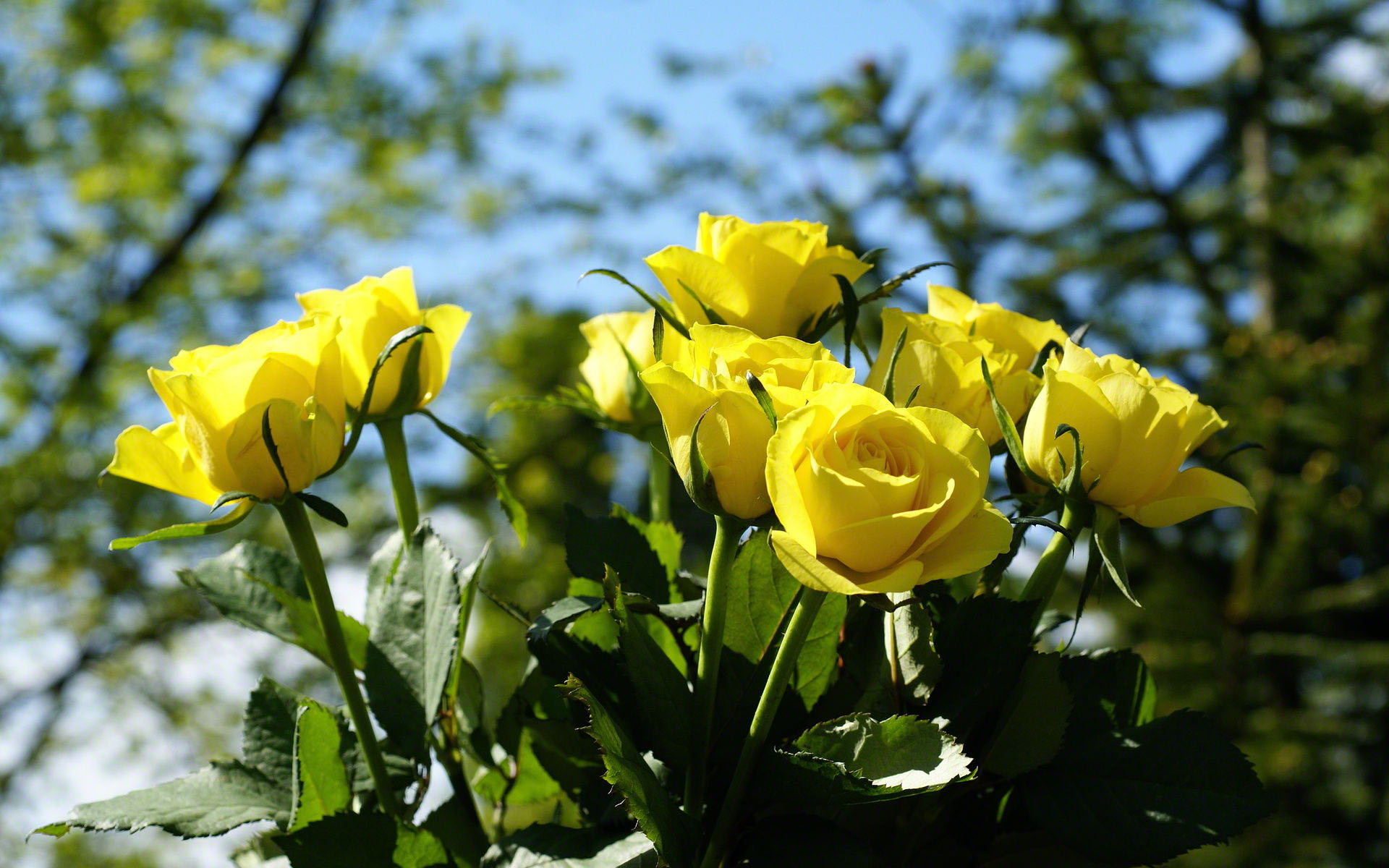 3D Yellow Rose Wallpapers | Best Yellow Rose HD LiveWallpaper