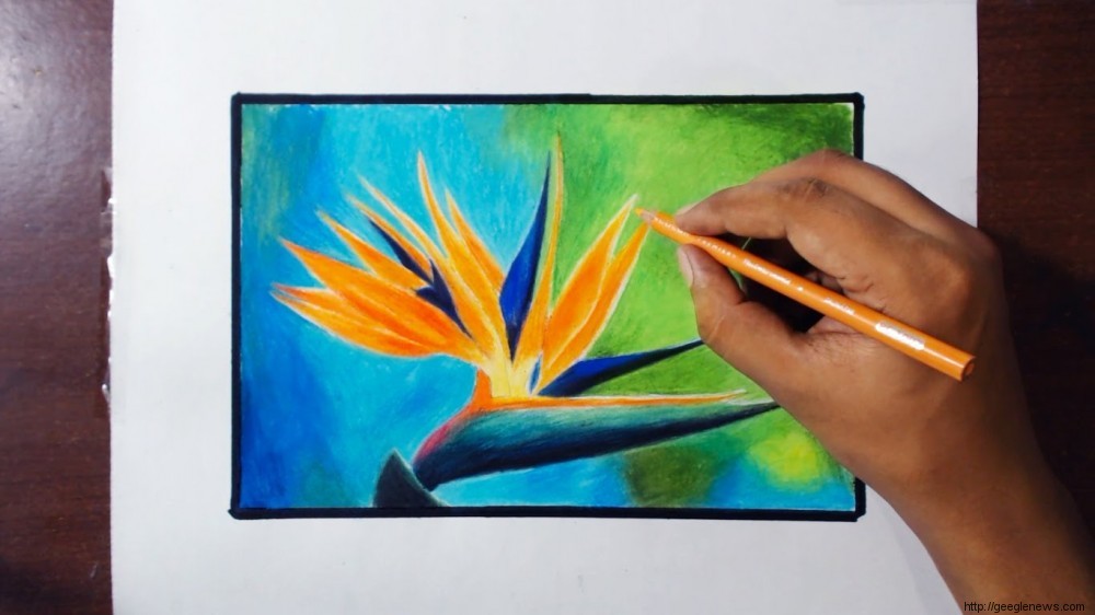40 Beautiful Flower Drawings and Realistic Color Pencil Drawings