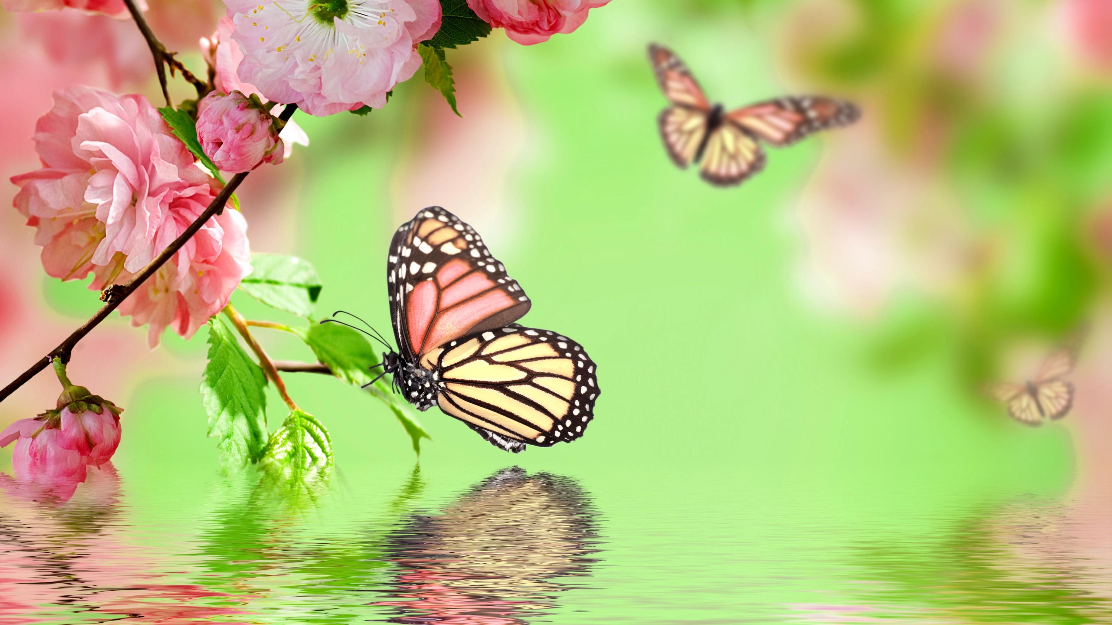 Selection of the most beautiful butterfly wallpaper