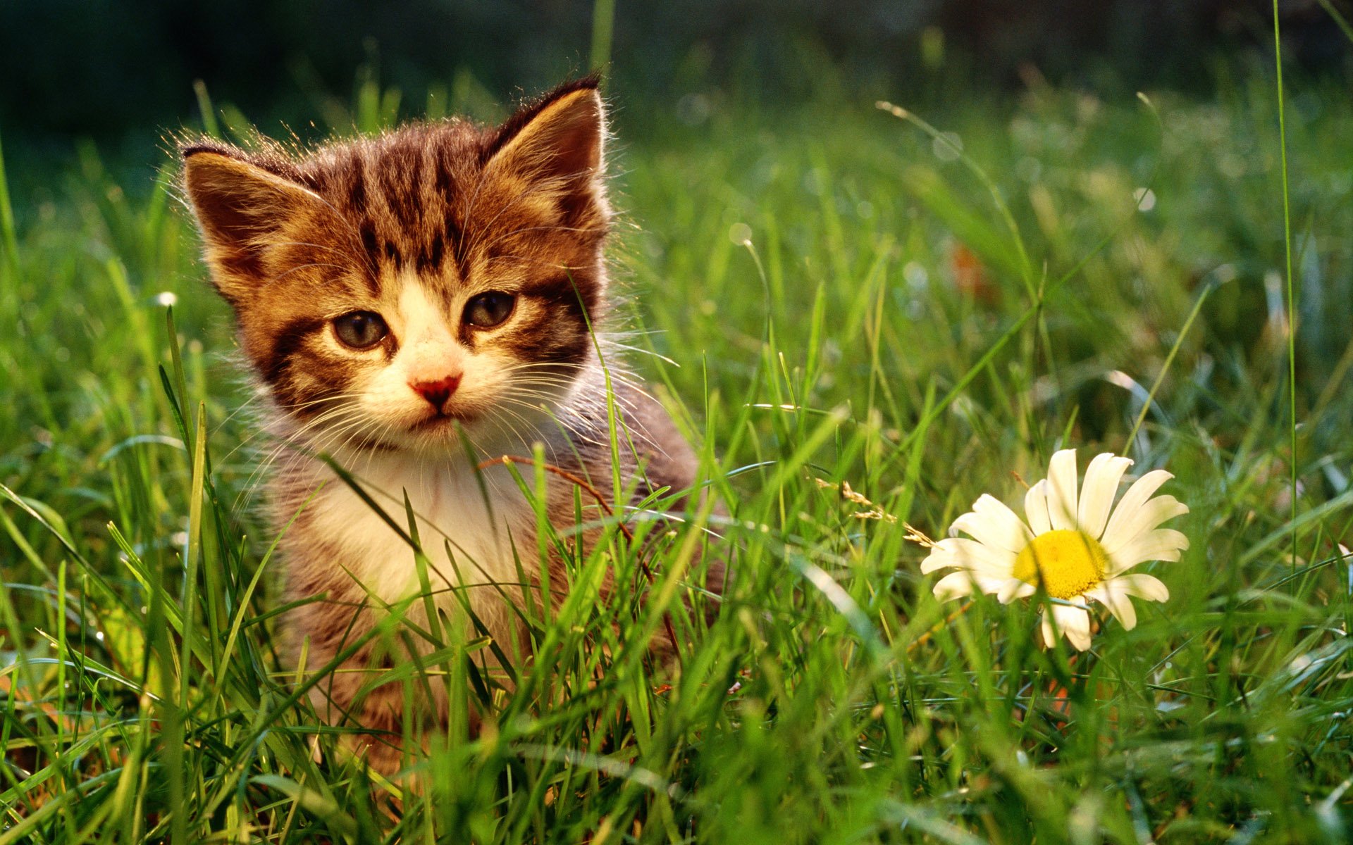 Котенок играющий с кошкой в траве без смс