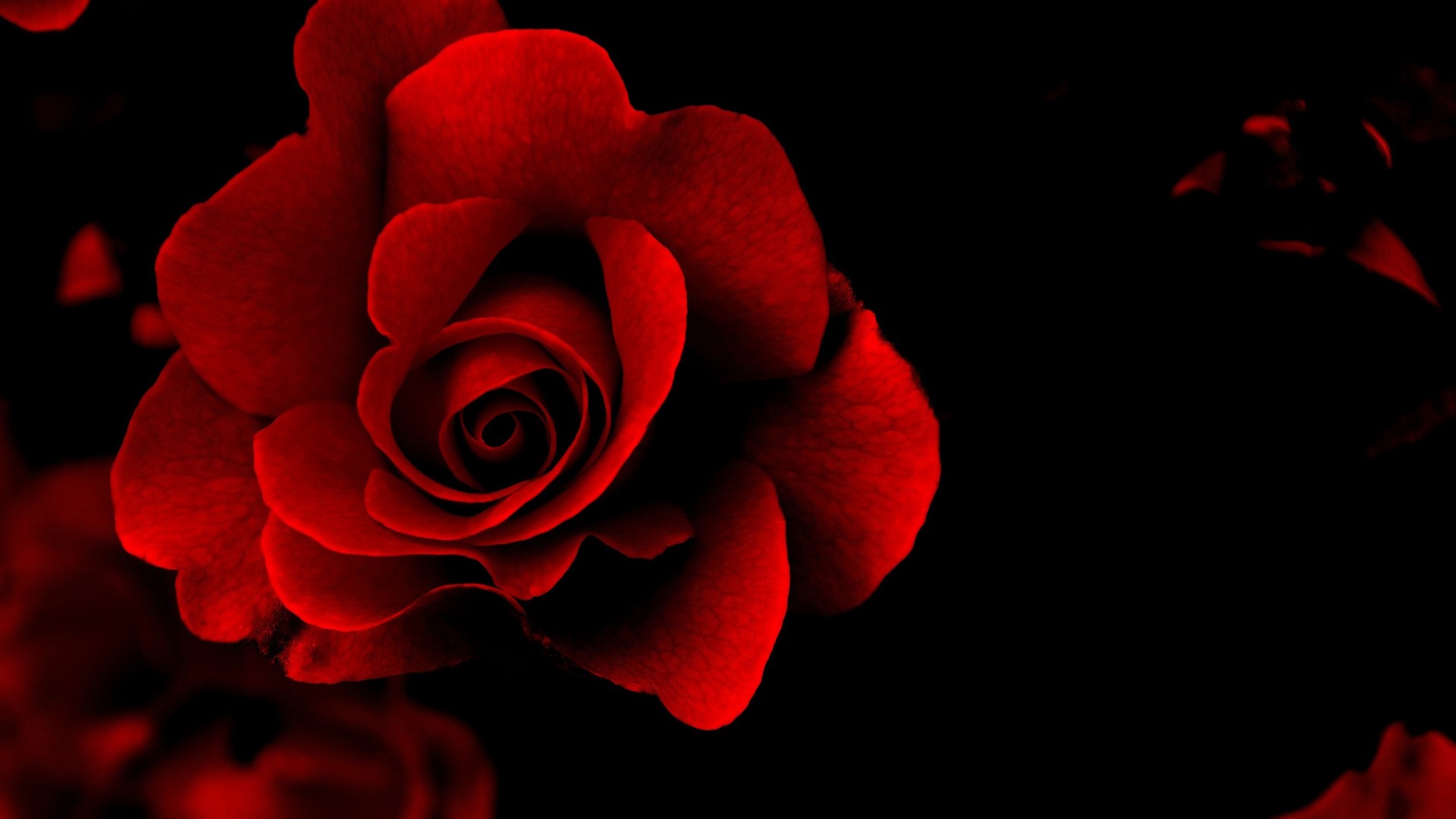 Download Red Roses Background wallpaper