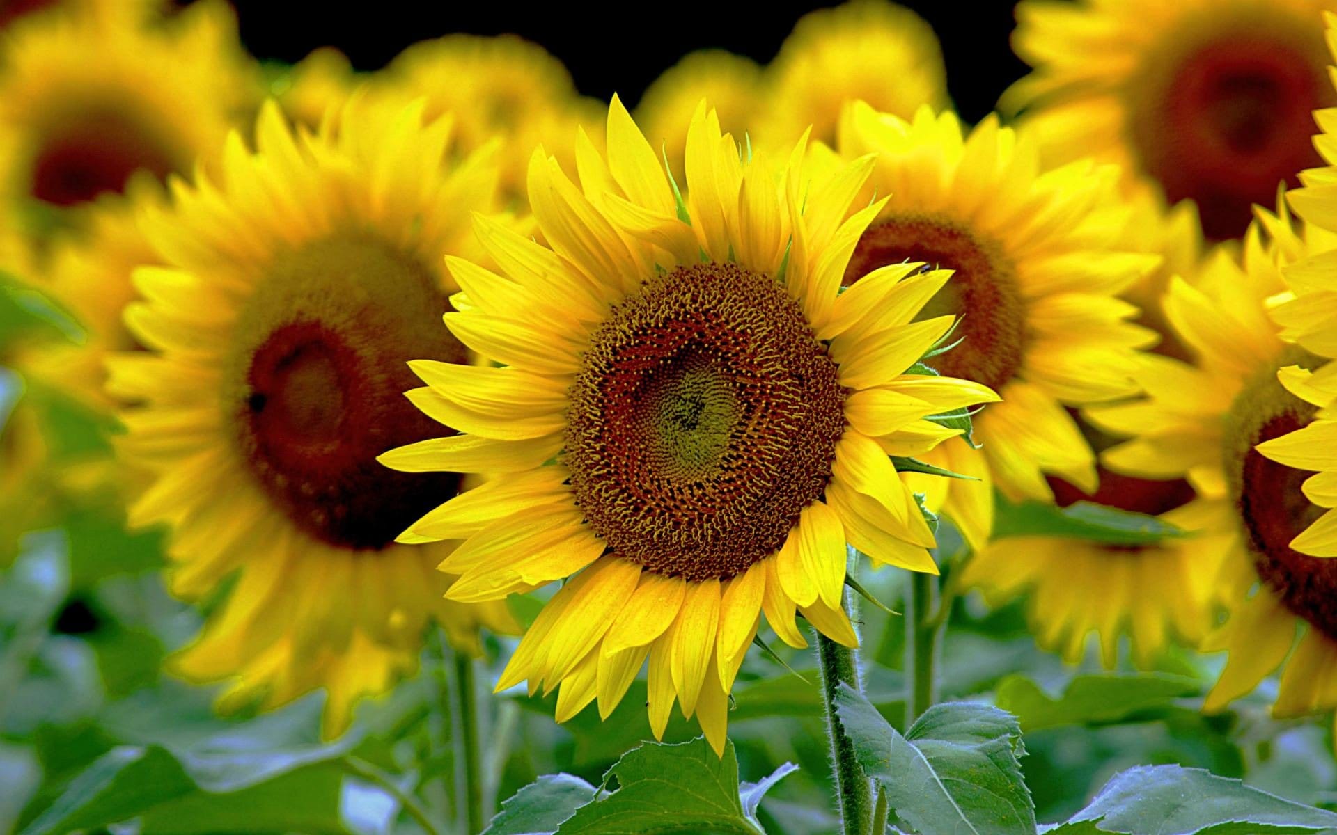 Sunflower background wallpaper - beautiful sun flower