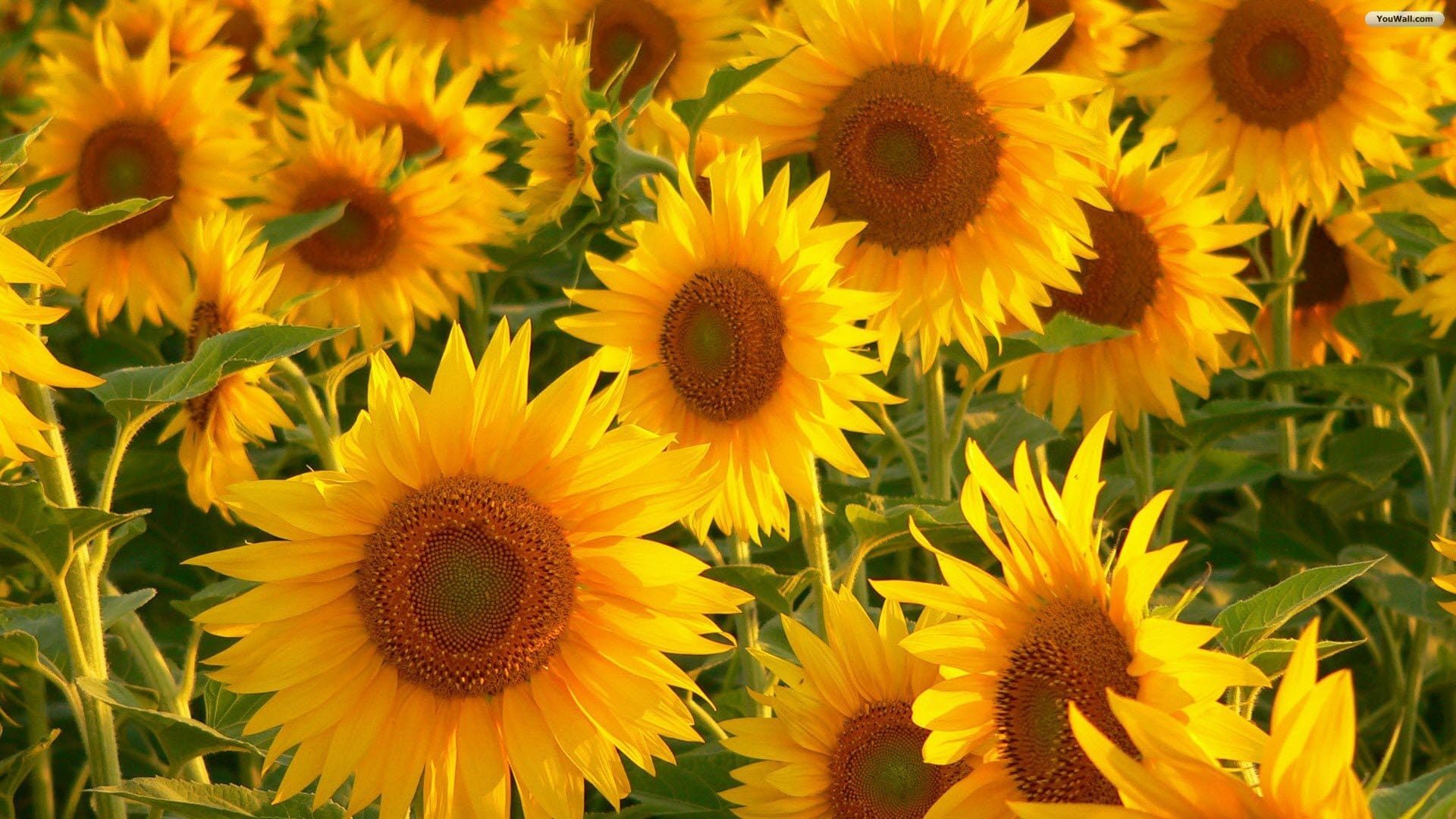 Sunflower Background Wallpaper Beautiful Sun Flower
