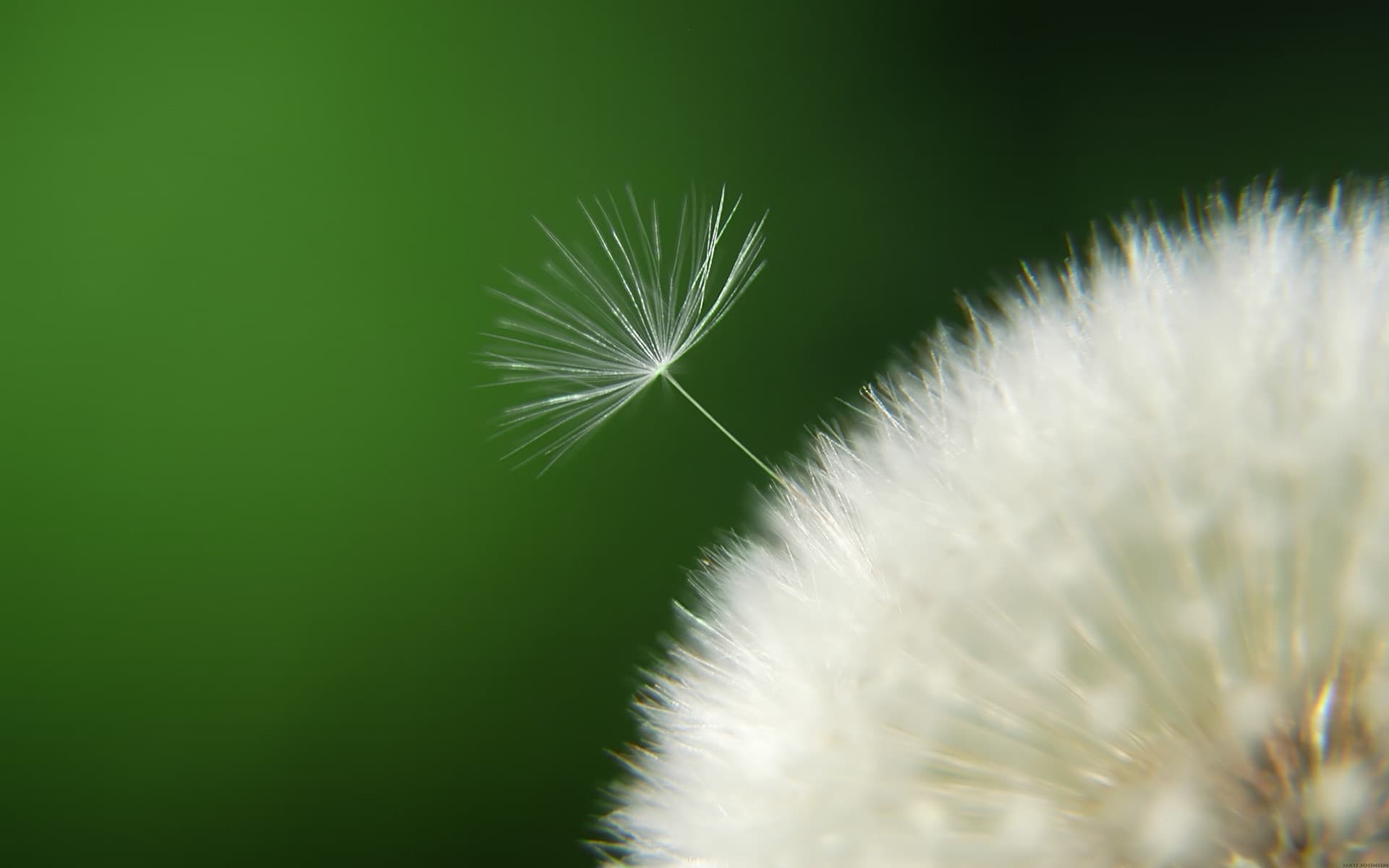 Dandelion flower wallpaper flying in the beautiful wind