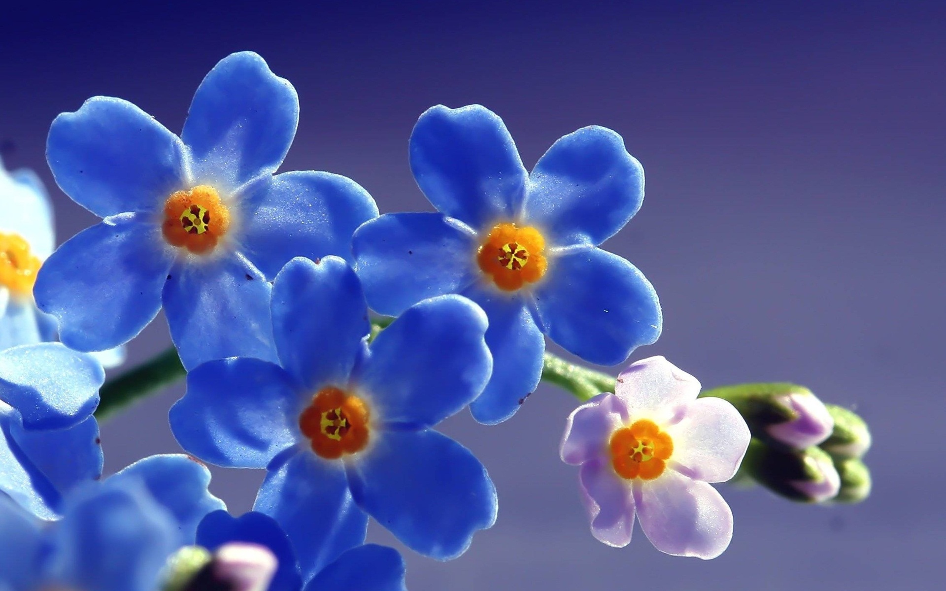 Featured image of post Blue Flowers 4K Wallpaper - Available in hd, 4k resolutions for desktop &amp; mobile phones.