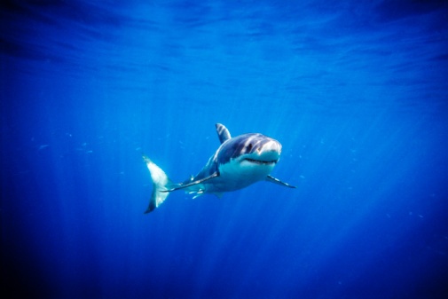 Diving with the shark attack survivor who filmed Jaws