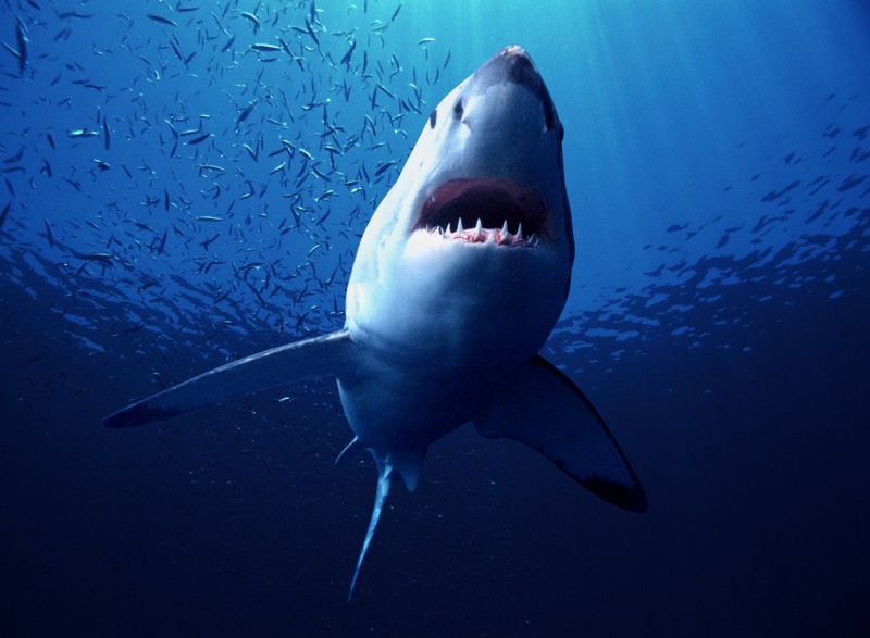 Diving with the shark attack survivor who filmed Jaws