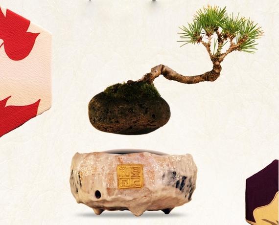 Floating bonsai trees defy gravity through magnetic levitation