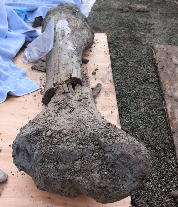 Score! Bone from mammoth found in university stadium end zone