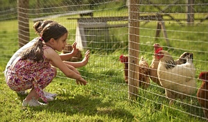Top 10 family farmstay holidays in the UK