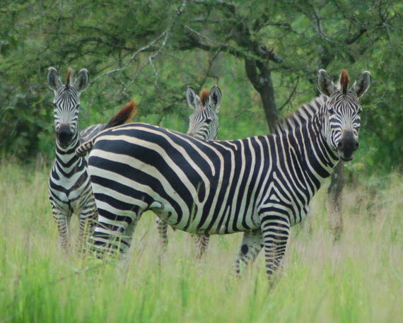 Zebra stripes as camouflage? Not so fast, Mr. Hyena