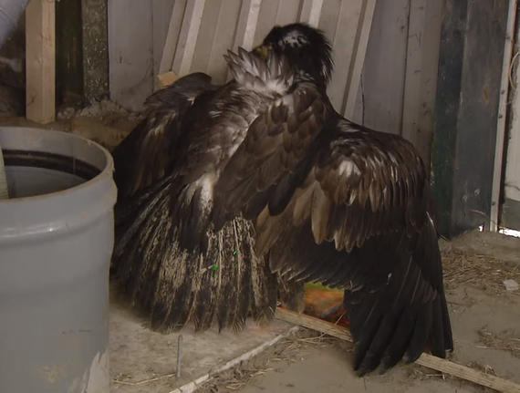Cops enlist eagles to hunt down rogue drones