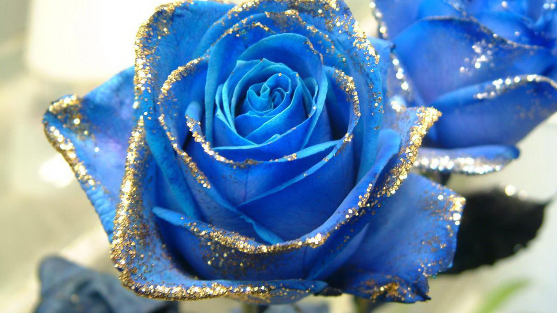 The most beautiful blue roses wallpaper - Rose wallpaper