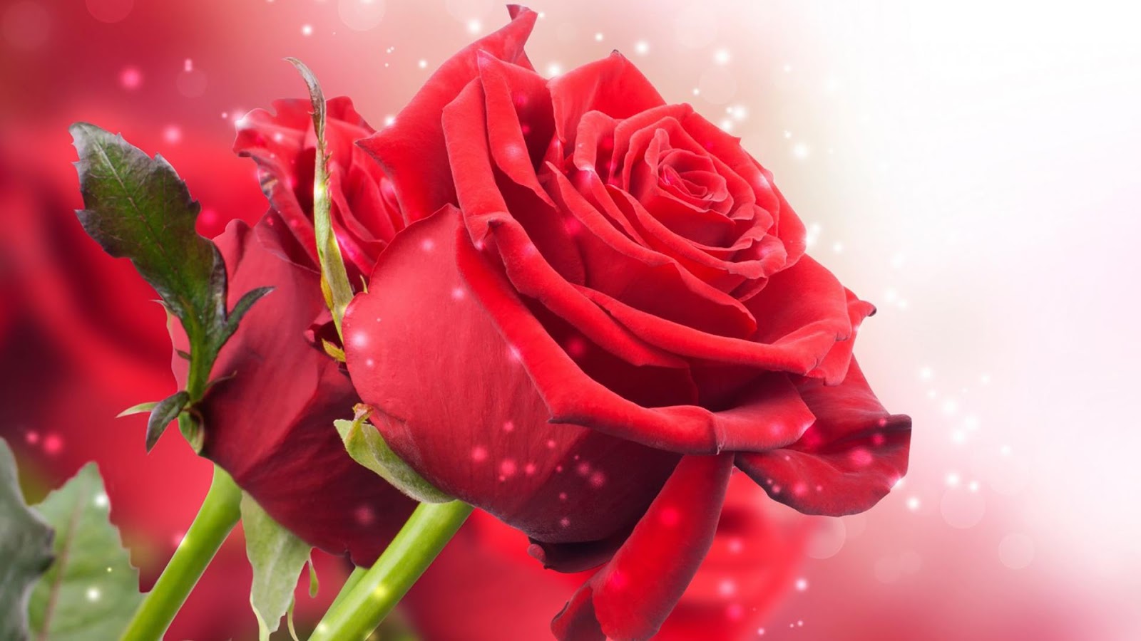 Collection of beautiful roses wallpaper - Rose wallpaper