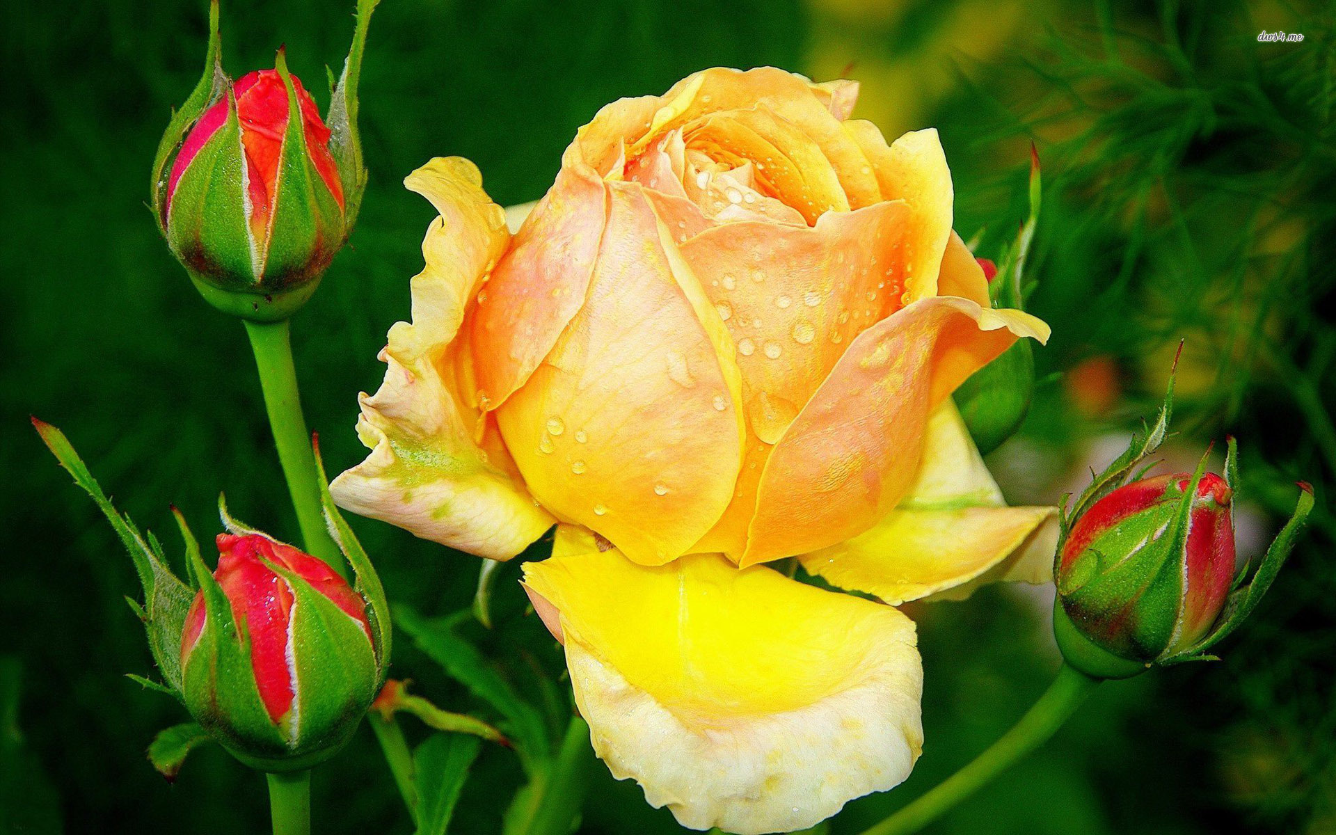 3D Yellow Rose Wallpapers | Best Yellow Rose HD LiveWallpaper