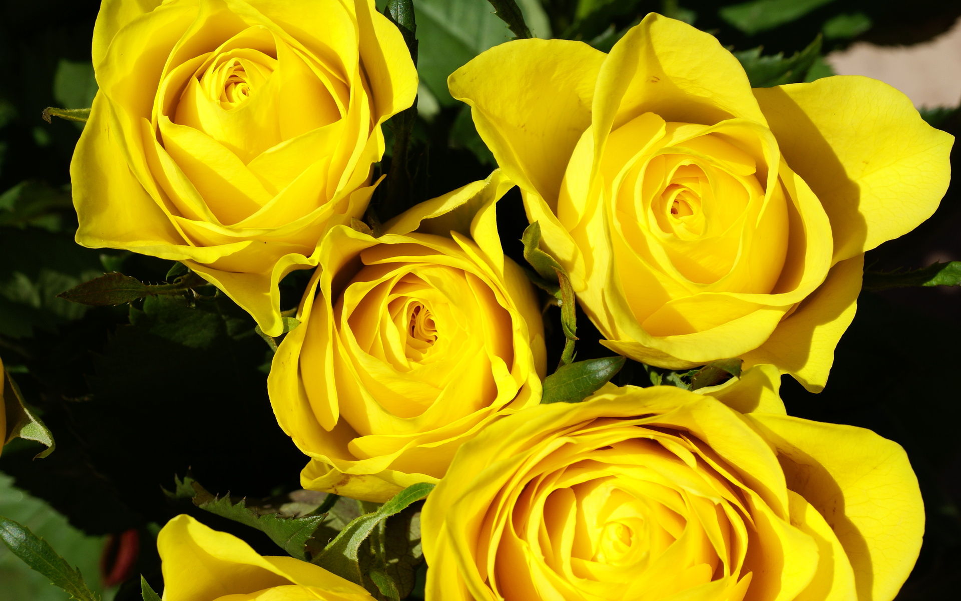  3D  Yellow  Rose  Wallpapers  Best Yellow  Rose  HD  LiveWallpaper