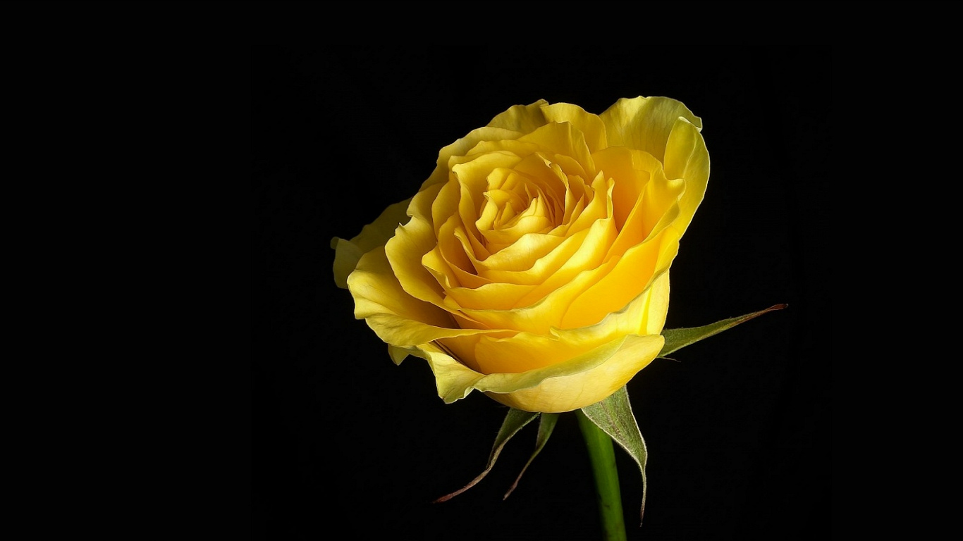 3D Yellow Rose Wallpapers | Best Yellow Rose HD LiveWallpaper