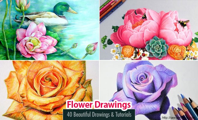 37700 Pencil Drawing Flower Stock Photos Pictures  RoyaltyFree Images   iStock