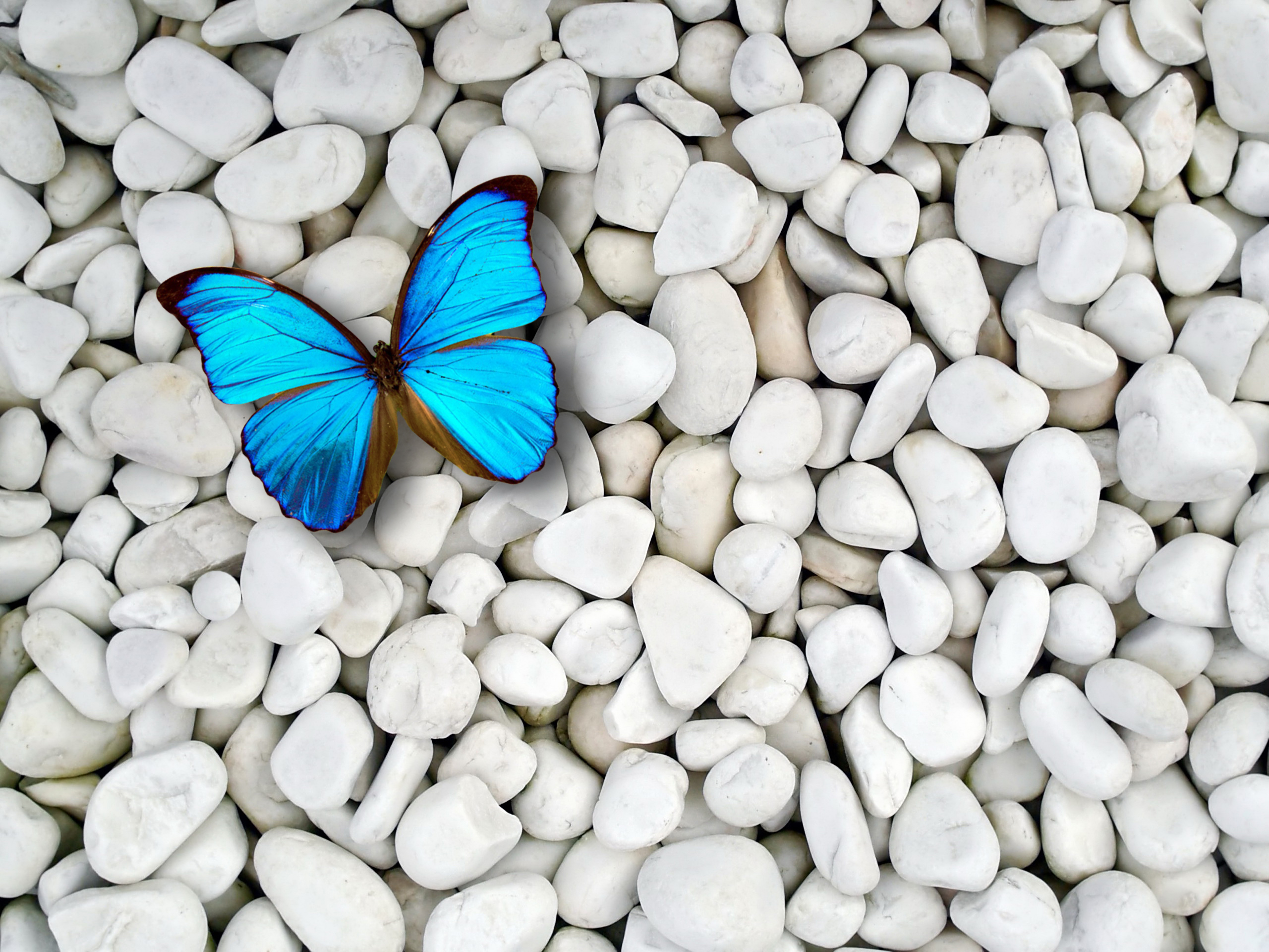 butterfly-wallpaper-10