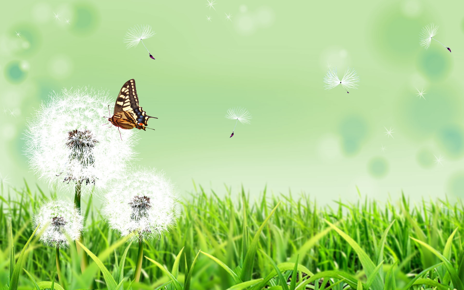 butterfly-wallpaper-5