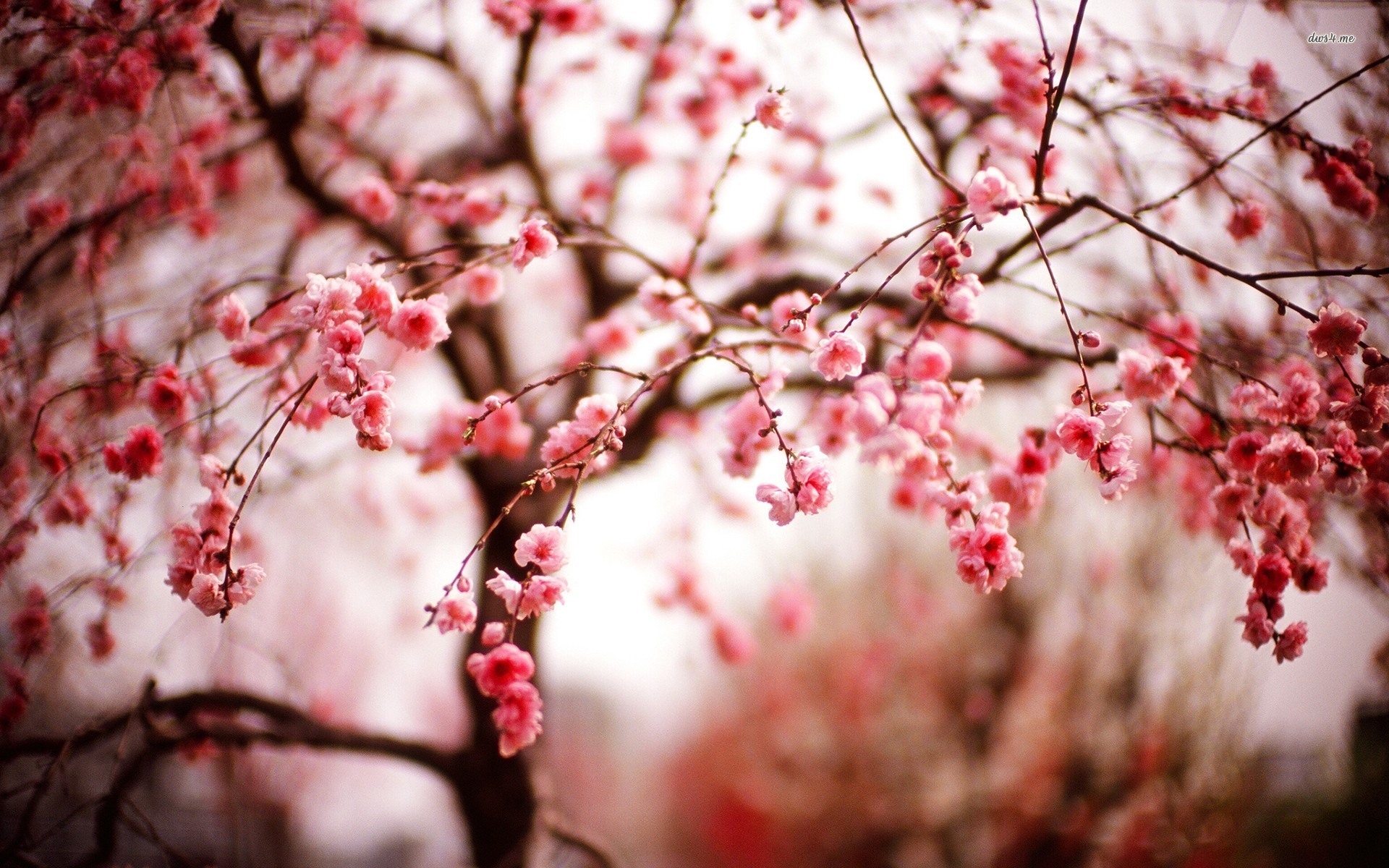 Enjoy the collection of beautiful wallpapers cherry blossoms