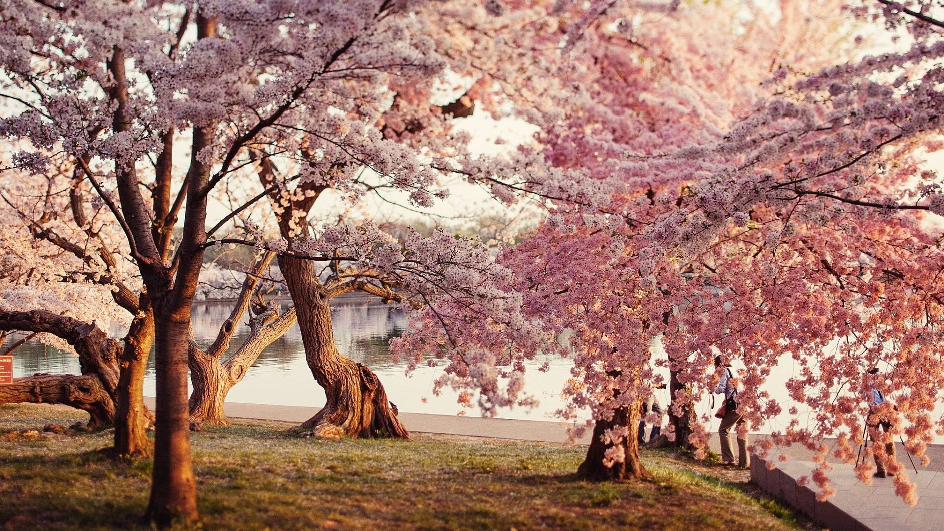 Enjoy the collection of beautiful wallpapers cherry blossoms