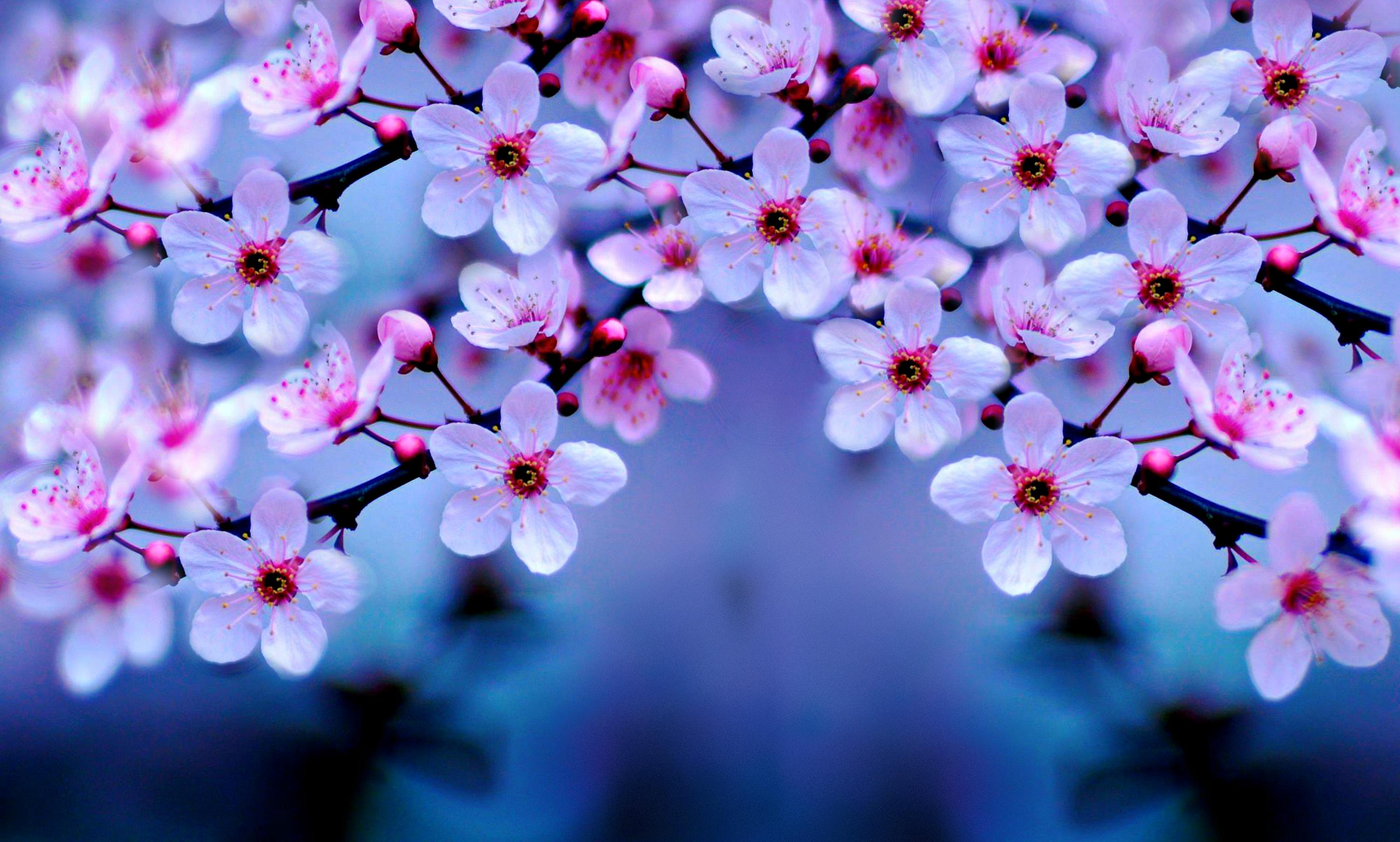 Enjoy The Collection Of Beautiful Wallpapers Cherry Blossoms